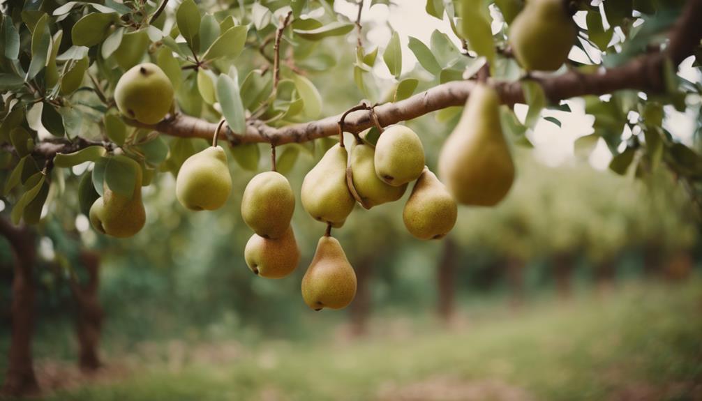 middle eastern origin fruit