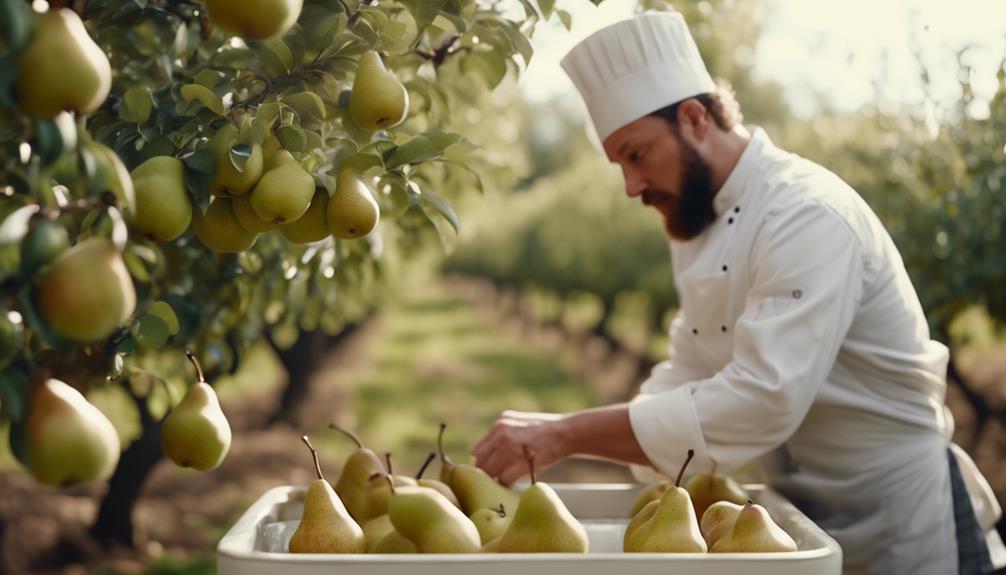 pear cultivation history roots