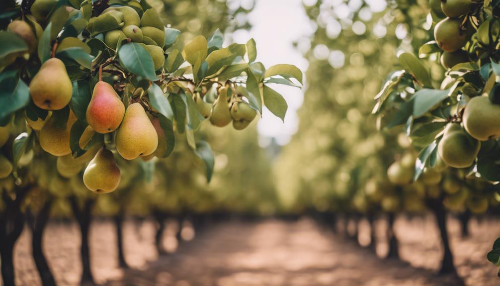 pear s mysterious genetic origins