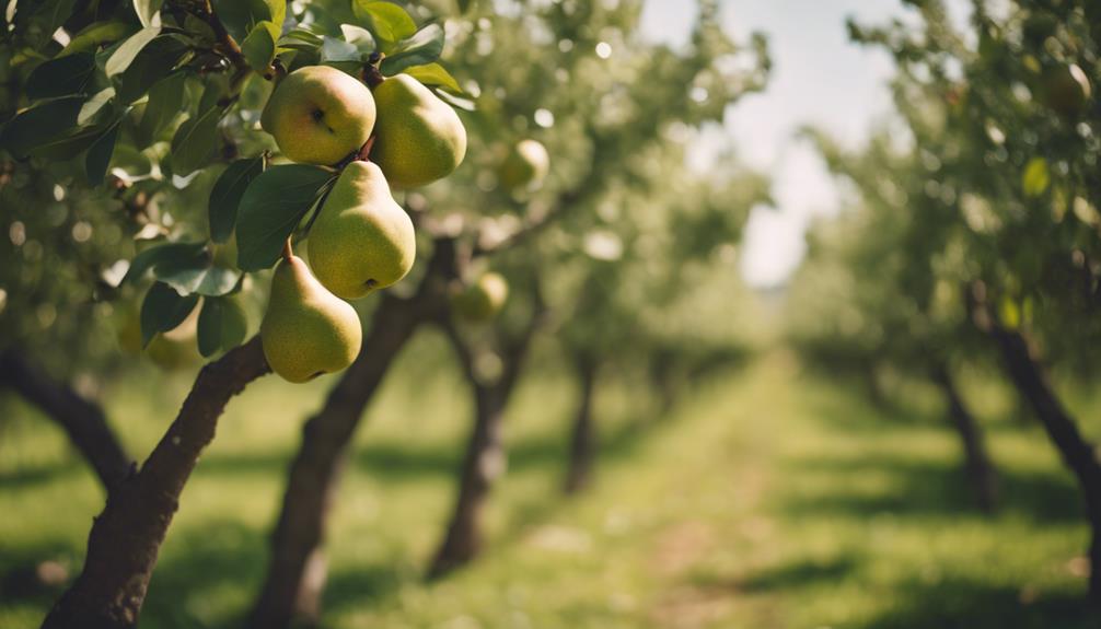 the birth of pears