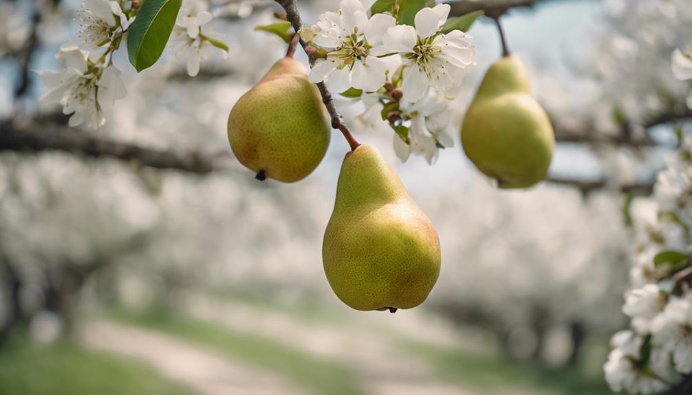 the evolution of pears